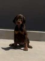 Pinky , a female Doberman Pinscher for sale in Oxnard, CA – Photo 4 of 8