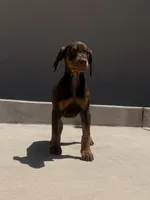 Pinky , a female Doberman Pinscher for sale in Oxnard, CA – Photo 6 of 8