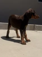 Pinky , a female Doberman Pinscher for sale in Oxnard, CA – Photo 7 of 8