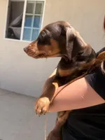 Pinky , a female Doberman Pinscher for sale in Oxnard, CA – Photo 8 of 8