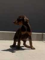 Pinky , a female Doberman Pinscher for sale in Oxnard, CA – Photo 5 of 8