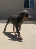 Gray, a male Doberman Pinscher for sale in Oxnard, CA – Photo 3 of 7