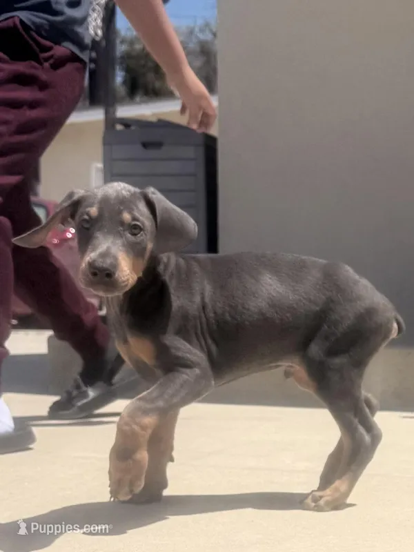 Gray – Doberman Pinscher puppy for sale in Oxnard, CA