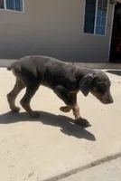 Gray, a male Doberman Pinscher for sale in Oxnard, CA – Photo 7 of 7