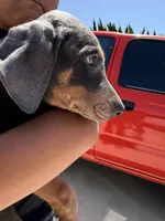 Gray, a male Doberman Pinscher for sale in Oxnard, CA – Photo 5 of 7