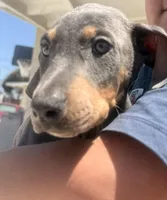 Gray, a male Doberman Pinscher for sale in Oxnard, CA – Photo 2 of 7