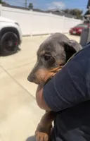 Gray, a male Doberman Pinscher for sale in Oxnard, CA – Photo 6 of 7