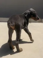 Gray, a male Doberman Pinscher for sale in Oxnard, CA – Photo 4 of 7