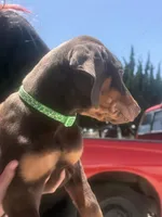 Green, a male Doberman Pinscher for sale in Oxnard, CA – Photo 6 of 6