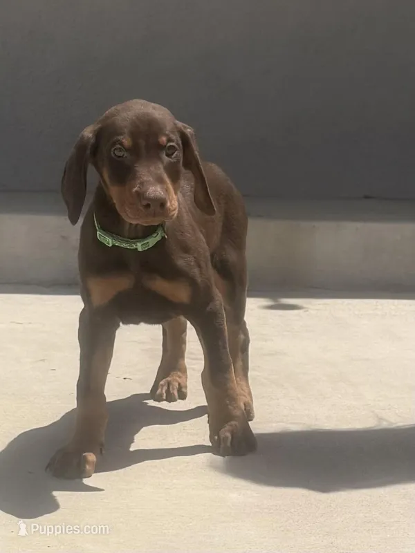 Green – Doberman Pinscher puppy for sale in Oxnard, CA
