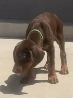 Green, a male Doberman Pinscher for sale in Oxnard, CA – Photo 2 of 6