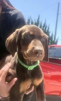 Green, a male Doberman Pinscher for sale in Oxnard, CA – Photo 3 of 6
