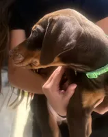 Green, a male Doberman Pinscher for sale in Oxnard, CA – Photo 5 of 6