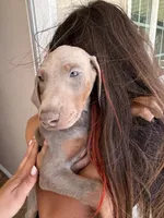 Isabella , a female Doberman Pinscher for sale in Oxnard, CA – Photo 6 of 8