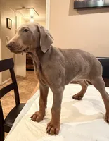 Isabella , a female Doberman Pinscher for sale in Oxnard, CA – Photo 3 of 8