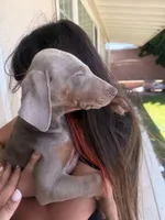 Isabella , a female Doberman Pinscher for sale in Oxnard, CA – Photo 7 of 8