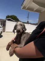 Isabella , a female Doberman Pinscher for sale in Oxnard, CA – Photo 5 of 8