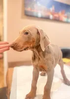 Isabella , a female Doberman Pinscher for sale in Oxnard, CA – Photo 4 of 8