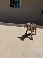 Isabella , a female Doberman Pinscher for sale in Oxnard, CA – Photo 8 of 8