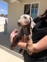 Isabella , a female Doberman Pinscher for sale in Oxnard, CA – Photo 1 of 8