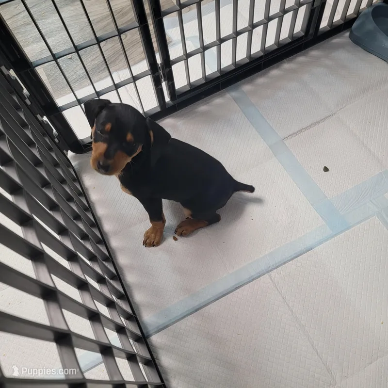 Dash  – Miniature Pinscher puppy for sale in Northville, NY