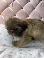 Flower, a female Shih Tzu for sale in Victoria, TX – 5 of 8