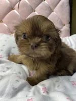 Ruby rea , a female Shih Tzu for sale in Victoria, TX – 1 of 9
