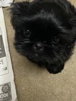Candy, a female Shih Tzu for sale in Victoria, TX – 2 of 4