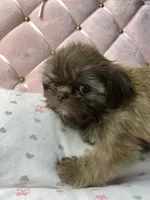 Flower, a female Shih Tzu for sale in Victoria, TX – 6 of 8