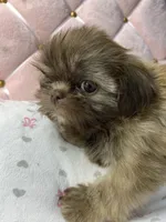 Flower, a female Shih Tzu for sale in Victoria, TX – 2 of 8