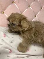 Flower, a female Shih Tzu for sale in Victoria, TX – 7 of 8