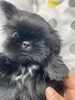  Broc, a male Shih Tzu for sale in Victoria, TX – 8 of 9