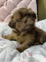 Ruby rea , a female Shih Tzu for sale in Victoria, TX – 5 of 9