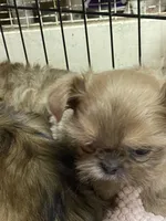 Lilly, a female Shih Tzu for sale in Victoria, TX – 4 of 10