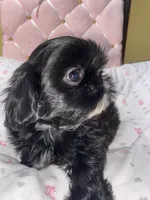 Sugar , a female Shih Tzu for sale in Victoria, TX – 2 of 7