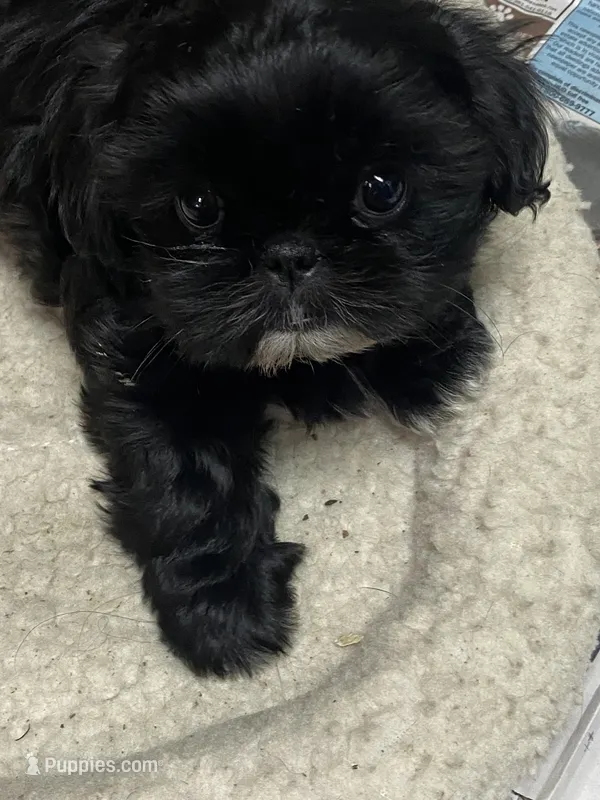 Sugar  – Shih Tzu puppy for sale in Victoria, TX