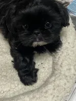 Sugar , a female Shih Tzu for sale in Victoria, TX – 1 of 7