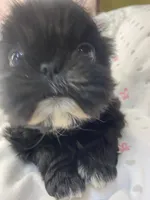 Sugar , a female Shih Tzu for sale in Victoria, TX – 5 of 7