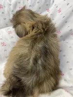 Flower, a female Shih Tzu for sale in Victoria, TX – 4 of 8