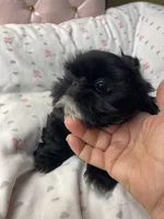 Sugar , a female Shih Tzu for sale in Victoria, TX – 3 of 7
