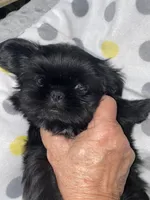  Broc, a male Shih Tzu for sale in Victoria, TX – 4 of 9
