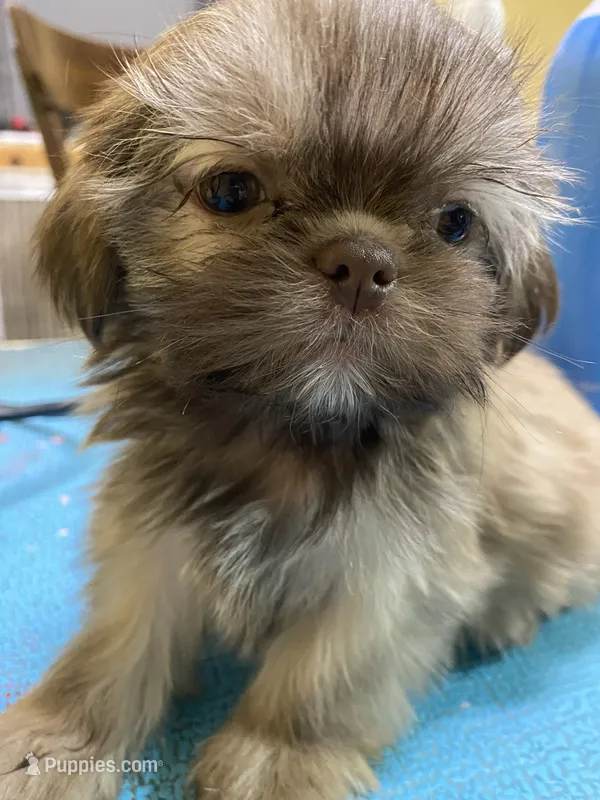 Flower – Shih Tzu puppy for sale in Victoria, TX