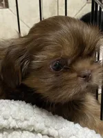 Ruby rea , a female Shih Tzu for sale in Victoria, TX – 3 of 9
