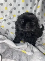  Broc, a male Shih Tzu for sale in Victoria, TX – 1 of 9