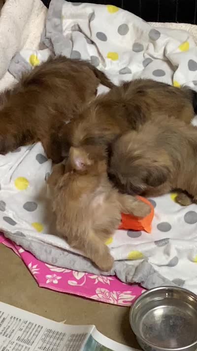 Lilly, a female Shih Tzu for sale in Victoria, TX – 9 of 10