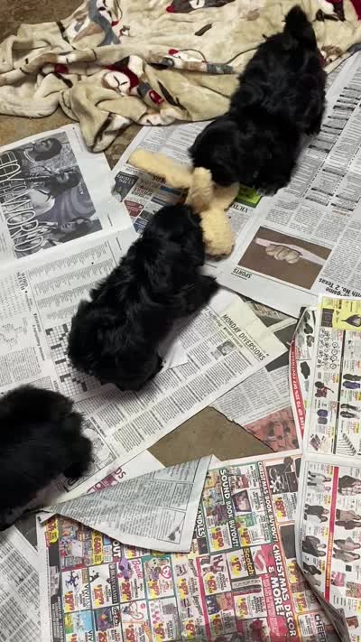 Sugar , a female Shih Tzu for sale in Victoria, TX – 7 of 7