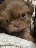 Ruby rea , a female Shih Tzu for sale in Victoria, TX – 7 of 9