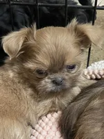 Lilly, a female Shih Tzu for sale in Victoria, TX – 2 of 10
