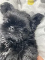  Broc, a male Shih Tzu for sale in Victoria, TX – 4 of 5