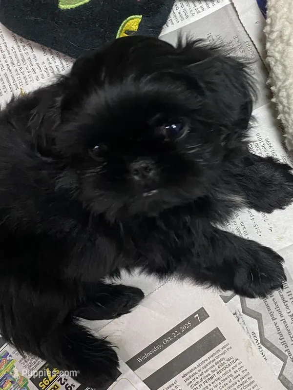 Candy – Shih Tzu puppy for sale in Victoria, TX